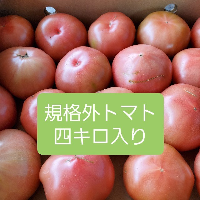 規格外トマト　熊本県産　四キロ入り 食品/飲料/酒の食品(野菜)の商品写真