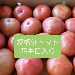 規格外トマト　熊本県産　四キロ入り(野菜)
