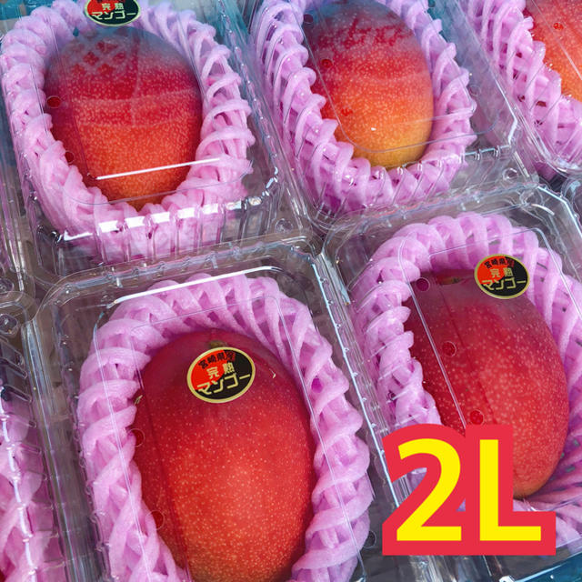 宮崎県産 完熟マンゴー 2L 2玉 食品/飲料/酒の食品(フルーツ)の商品写真