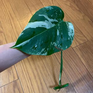 斑入り●モンステラ●苗●観葉植物(プランター)