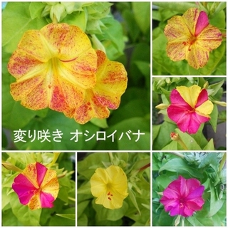 春まき花の種　「変わり咲き オシロイバナ」の混合種を50粒以上(その他)