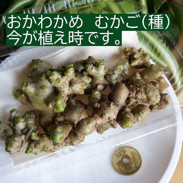 おかわかめ　むかご　おかわかめ むかご 約100g(20個ぐらい入ります) 食品/飲料/酒の食品(野菜)の商品写真