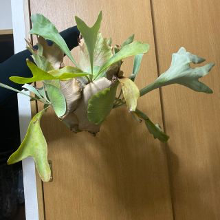 コウモリラン　球体群生　観葉植物(その他)