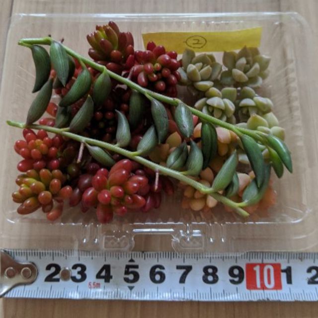 ★☆２パック限定☆★  多肉植物  カット苗  ② ハンドメイドのフラワー/ガーデン(その他)の商品写真