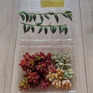 ★☆２パック限定☆★  多肉植物  カット苗  ②(その他)