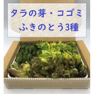 【即日発送OK】 天然 山菜 ３種 詰合せ　タラノメ　こごみ　フキノトウ(野菜)