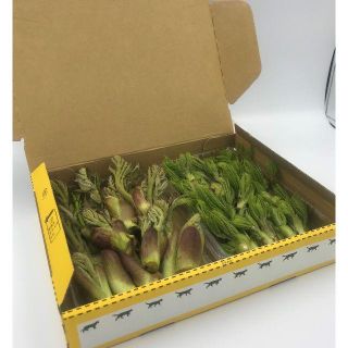 【即日発送OK】 天然山菜キング&プリンセス たらの芽 コシアブラ詰合せ(野菜)
