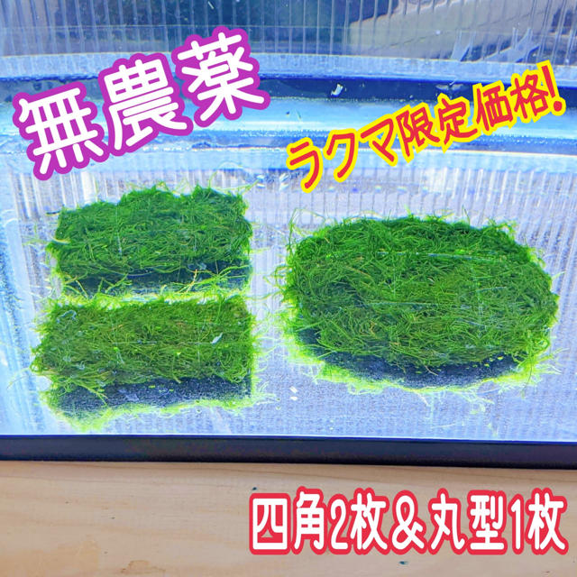 ラクマ限定 無農薬ウィローモスマット3点セットの通販 By Shima屋 ラクマ ラクマ限定 無農薬ウィローモスマット3点セットの通販 By Shima屋 ラクマ