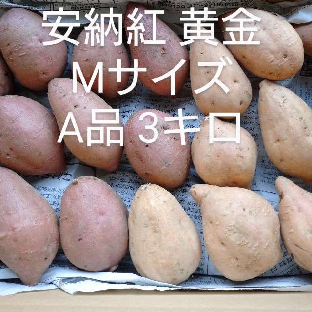 安納芋紅 黄金 Mサイズ 3キロ 食品/飲料/酒の食品(野菜)の商品写真