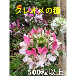 クレオメの種ミックス　500粒以上(その他)