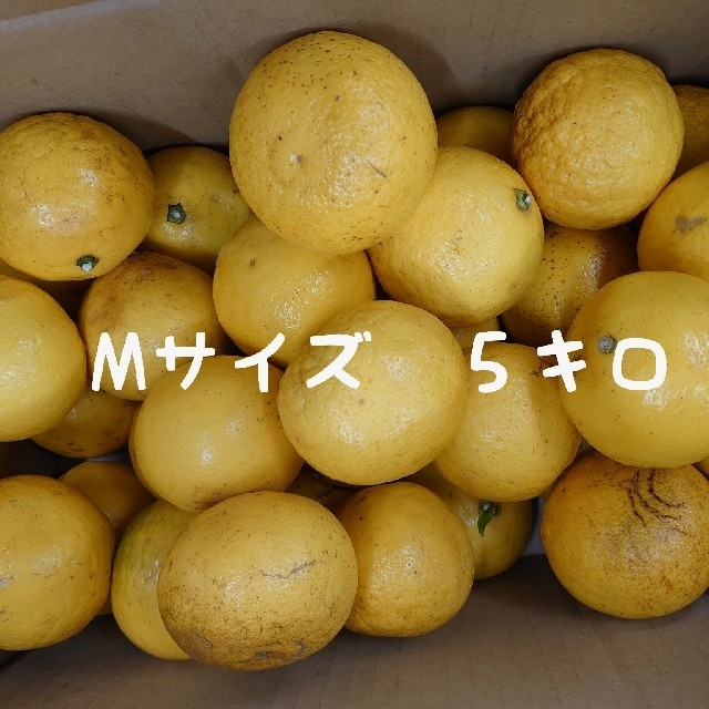 に値下げ! 地元果物屋おすすめ高知宿毛産すくも小夏2Sサイズ5キロ日向夏味良い※一部送料込2 - 通販 - www.prinsloozeeman.co.za