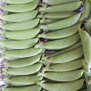 鹿児島産スナップエンドウ 500g(野菜)