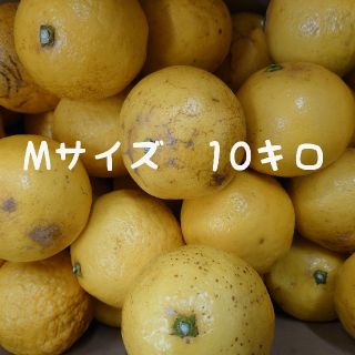 地元果物屋おすすめ高知宿毛産すくも小夏Mサイズ【１０キロ】日向夏/味良※一部送込(フルーツ)