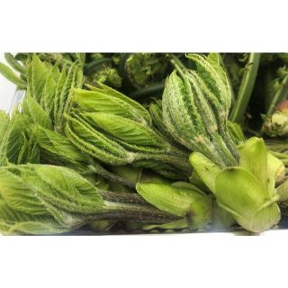 【即日発送OK】天然 コシアブラ  朝採り 新潟県産 新鮮山菜 こしあぶら(野菜)