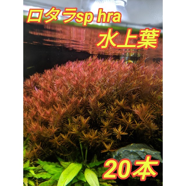 ロタラsp Hra 水上葉の通販 By K S Shop ラクマ ロタラsp Hra 水上葉の通販 By K S Shop ラクマ