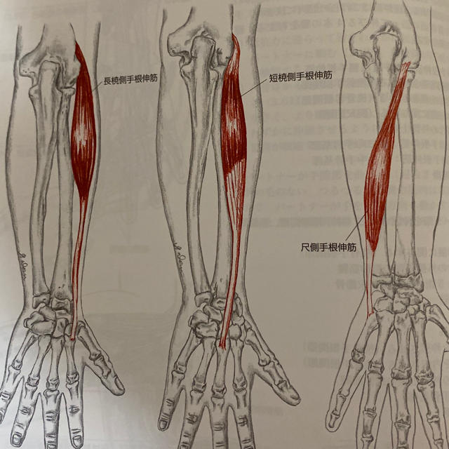 ボディ・ナビゲ－ション 触ってわかる身体解剖 エンタメ/ホビーの本(その他)の商品写真