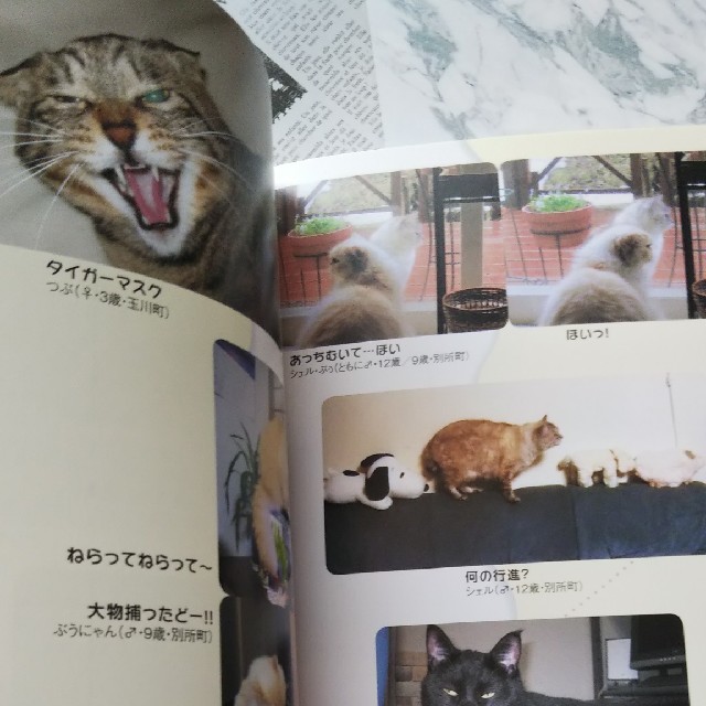 ネコでプッ！ 面白ネコ画像集 うちねこ 2冊セット 猫 写真集 エンタメ/ホビーの本(住まい/暮らし/子育て)の商品写真