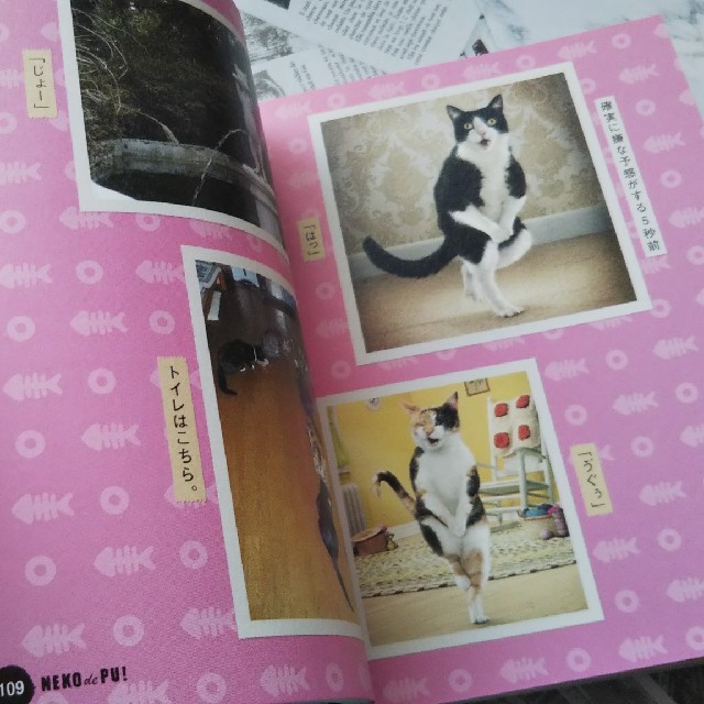 ネコでプッ！ 面白ネコ画像集 うちねこ 2冊セット 猫 写真集 エンタメ/ホビーの本(住まい/暮らし/子育て)の商品写真