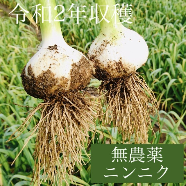 ニンニク　岡山県倉敷産　無農薬生にんにく「倉敷ホワイト」1kg 送料込 食品/飲料/酒の食品(野菜)の商品写真