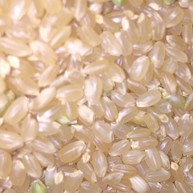 新米❣️令和元年度 高知県産コシヒカリ 10kg玄米 精米無料❗️ 食品/飲料/酒の食品(米/穀物)の商品写真