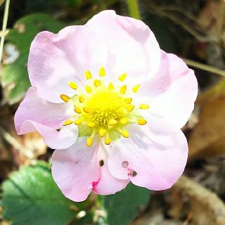 花がピンクのイチゴ苗  3株(その他)