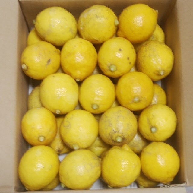 広島県大崎上島産無農薬レモン3.0kg 食品/飲料/酒の食品(フルーツ)の商品写真
