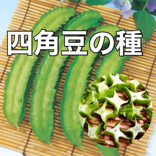 【珍妙‼️】四角豆の種 10粒 野菜 シカクマメ 家庭菜園 タネ たね(野菜)