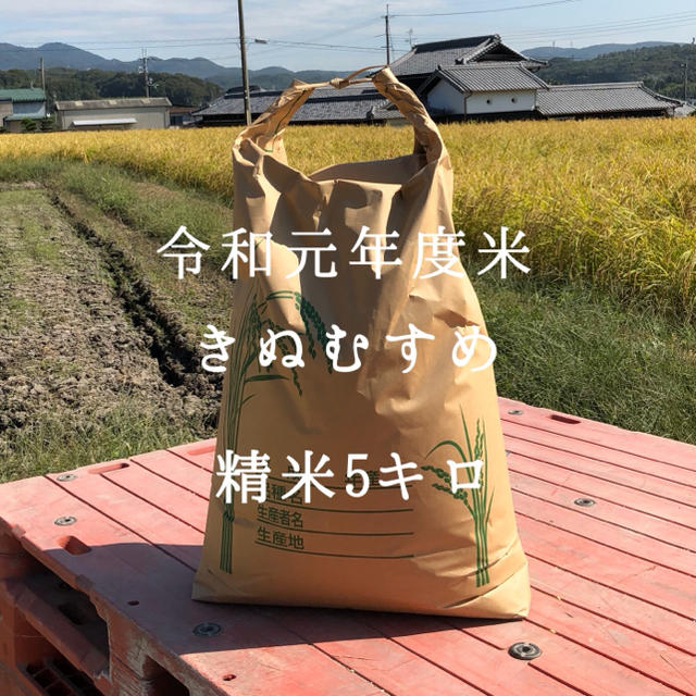 令和元年度米　きぬむすめ　精米5キロ 食品/飲料/酒の食品(米/穀物)の商品写真