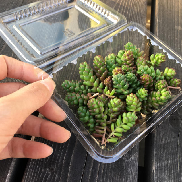 セダム　白花タイトゴメカット苗1パック多肉植物 ハンドメイドのフラワー/ガーデン(その他)の商品写真