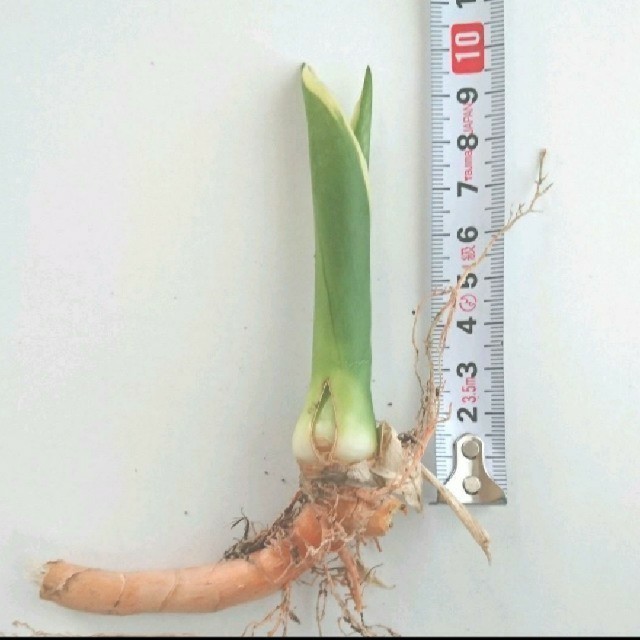 サンスベリア苗15cm、10cmサンセベリア子株観葉植物 ハンドメイドのフラワー/ガーデン(その他)の商品写真