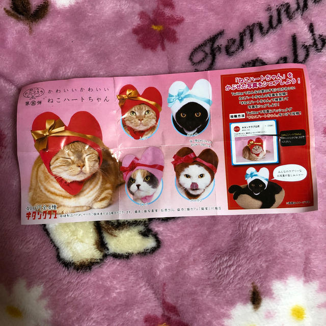 ねこのかぶりもの その他のペット用品(猫)の商品写真