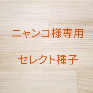 ニャンコ様専用　セレクト種子　2袋(野菜)