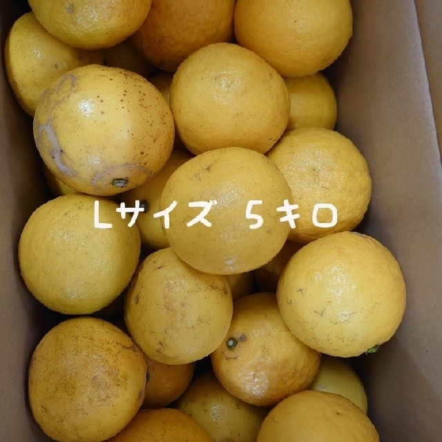 地元果物屋おすすめ高知宿毛産すくも小夏Lサイズ5キロ家庭用日向夏 味良い 果物 | tragosaqui.com