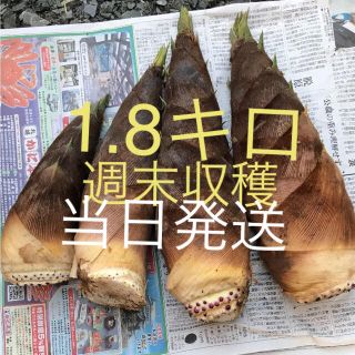 たけのこ 1.8キロ 無農薬 当日発送(野菜)