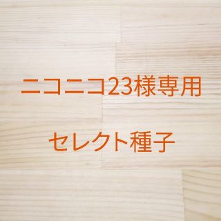 ニコニコ23様専用 B-20 赤茎ミズナ x 2 、B-35レッドケール x 1(野菜)