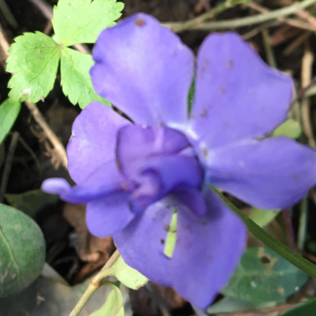 花の苗　ビンカミノール　八重　苗