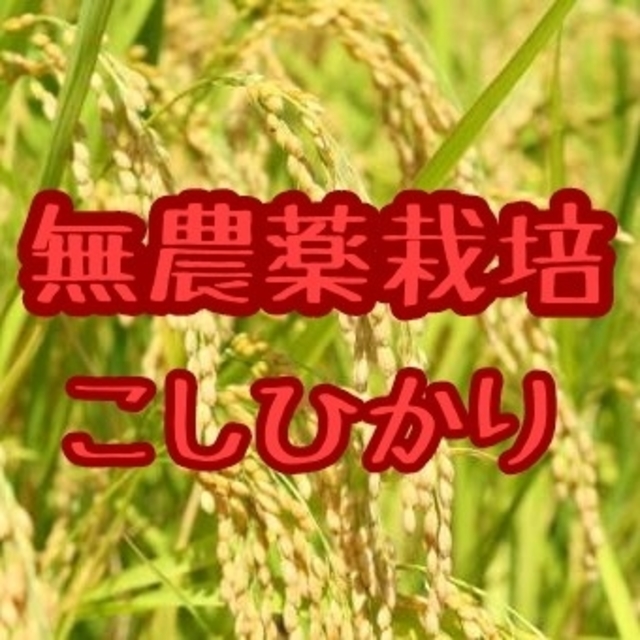 兵庫県丹波産こしひかり白米9㎏(令和元年産)