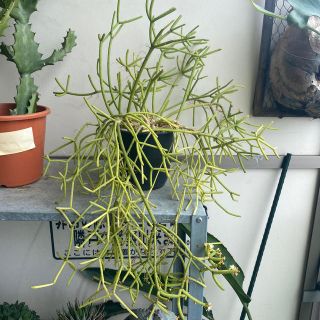 リプサリス　鉢付き　観葉植物　サボテン(その他)