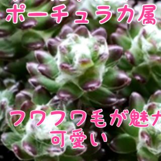 多肉植物　ウエルデルマニー　珍しい品種(その他)