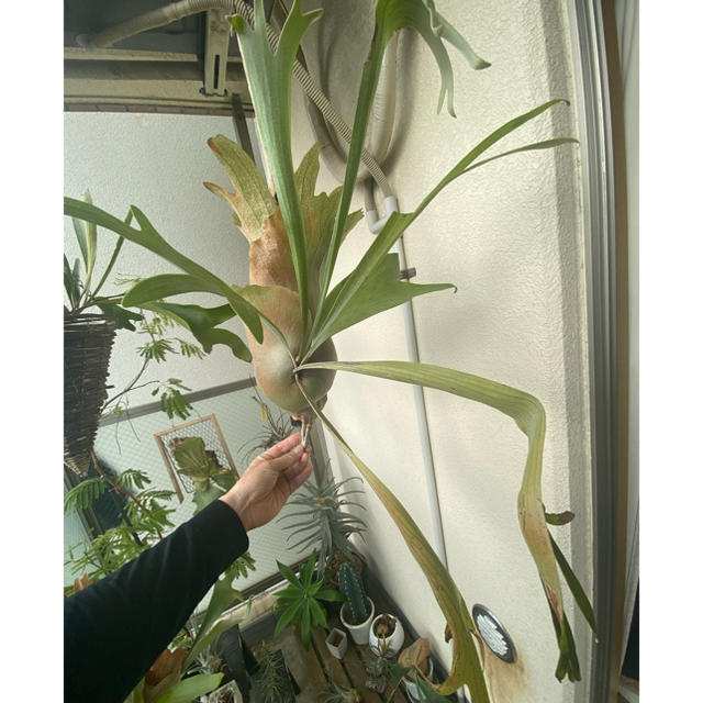 コウモリラン　流木長さ54cm付き　観葉植物 ハンドメイドのフラワー/ガーデン(その他)の商品写真