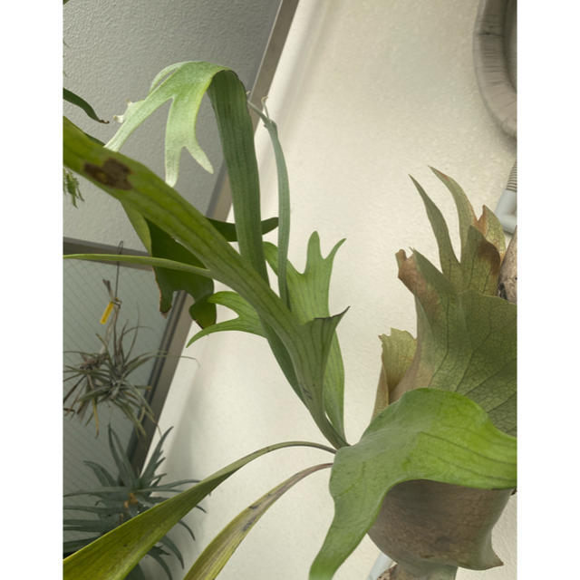 コウモリラン　流木長さ54cm付き　観葉植物 ハンドメイドのフラワー/ガーデン(その他)の商品写真