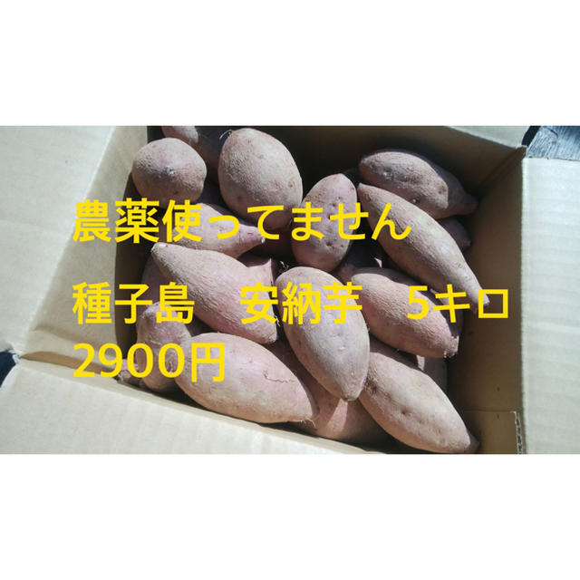 種子島産　安納芋　5キロ 食品/飲料/酒の食品(野菜)の商品写真