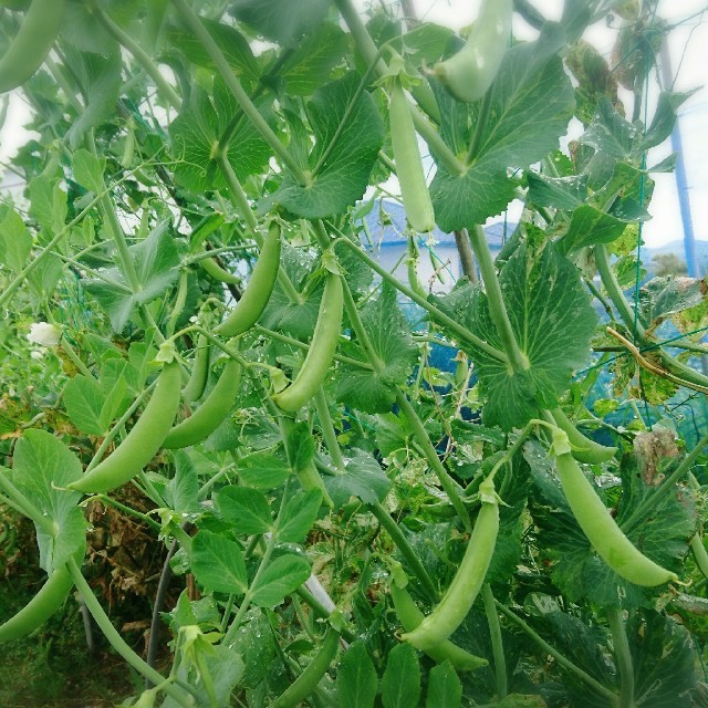 「カメ様様専用❗」無農薬新鮮野菜セット(M)  五島列島産 食品/飲料/酒の食品(野菜)の商品写真