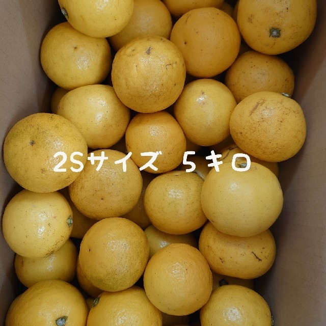 に値下げ! 地元果物屋おすすめ高知宿毛産すくも小夏2Sサイズ5キロ日向夏味良い※一部送料込2 - 通販 - www.prinsloozeeman.co.za