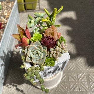 寄せ植え 多肉植物 カット苗(その他)