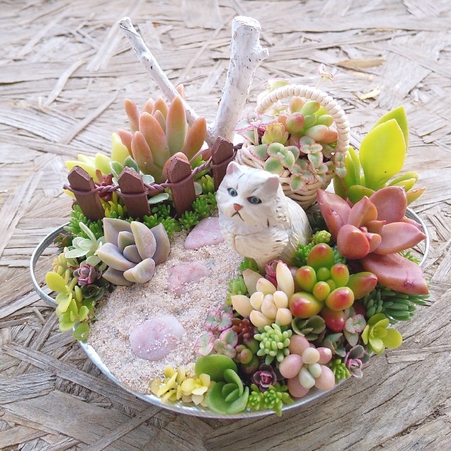 aqjeaqtp様 専用 多肉植物 寄せ植え ハンドメイドのフラワー/ガーデン(その他)の商品写真