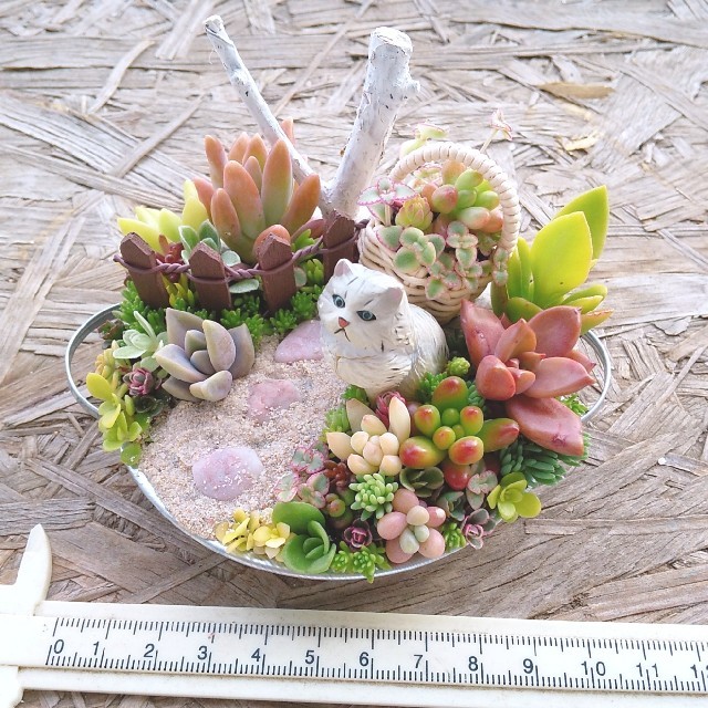 aqjeaqtp様 専用 多肉植物 寄せ植え ハンドメイドのフラワー/ガーデン(その他)の商品写真