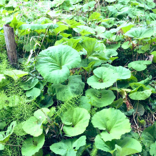 即日発送✧免疫力アップ食材✼旬野菜と山菜セット✼ 食品/飲料/酒の食品(野菜)の商品写真