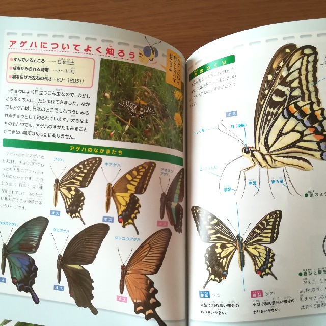 旺文社(オウブンシャ)の昆虫ナビずかん エンタメ/ホビーの本(絵本/児童書)の商品写真