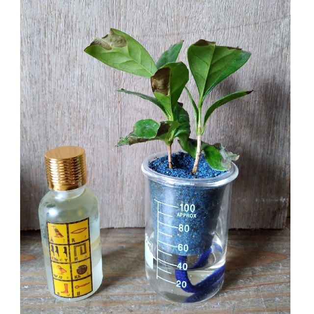 エジプト香油　蓮10  コスメ/美容のリラクゼーション(エッセンシャルオイル（精油）)の商品写真